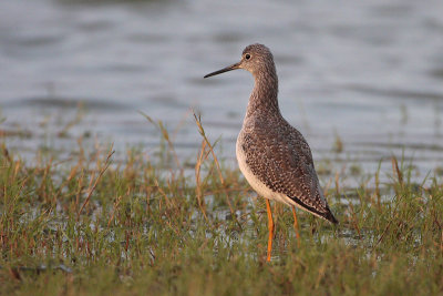 Greater Yellowlegs