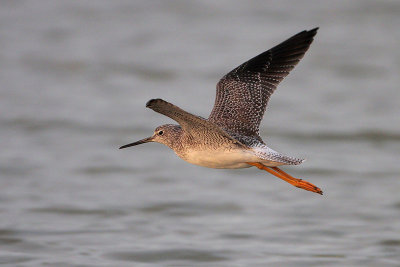 Greater Yellowlegs