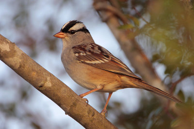 White-crowned Sparrow