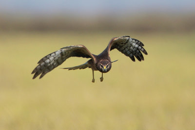 Northern Harrier