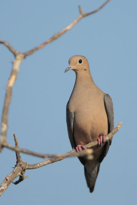 Mourning Dove