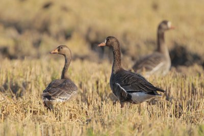 Greater White-fronted Goose