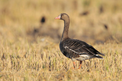 Greater White-fronted Goose