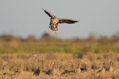 Greater White-fronted Goose