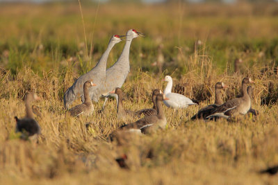 Sandhill Crane, Greater White-fronted Goose, Snow Goose