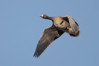 Greater White-fronted Goose