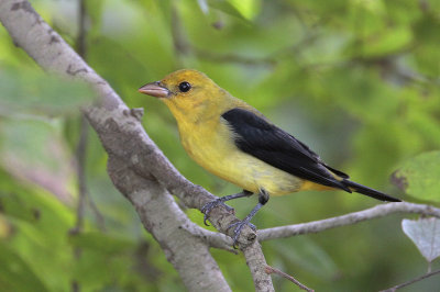 Scarlet Tanager