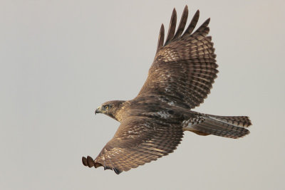 Red-tailed Hawk