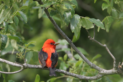 Scarlet Tanager