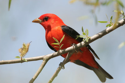 Scarlet Tanager