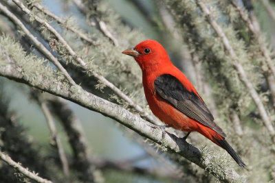 Scarlet Tanager