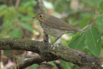 Swainson's Thrush