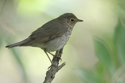 Swainson's Thrush