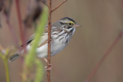 Savannah Sparrow