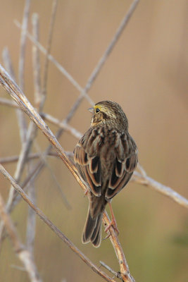 Savannah Sparrow