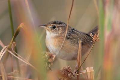 Sedge Wren