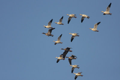 Snow and Greater White-fronted Geese