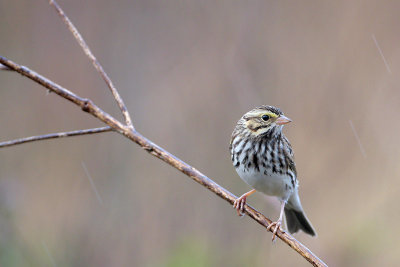 Savannah Sparrow