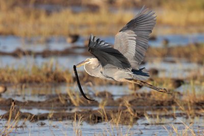 Great Blue Heron w/Siren