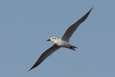 Gull-billed Tern