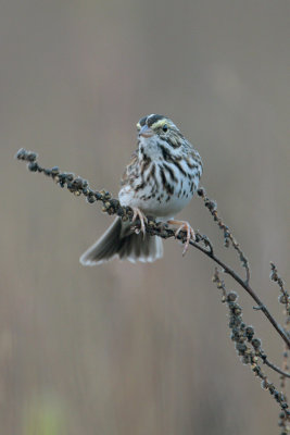 Savannah Sparrow