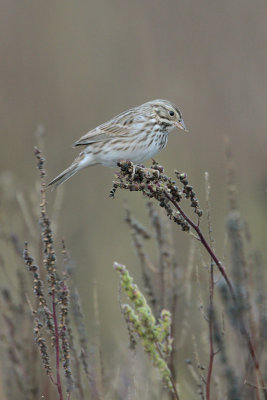 Savannah Sparrow