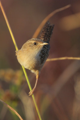 Sedge Wren