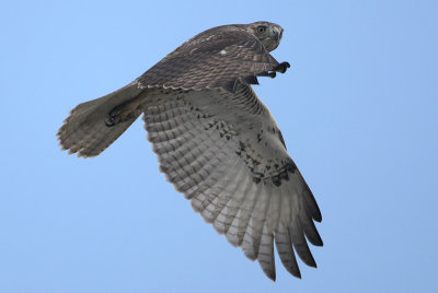 Red-tailed Hawk