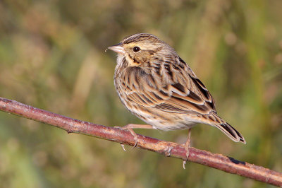 Savannah Sparrow