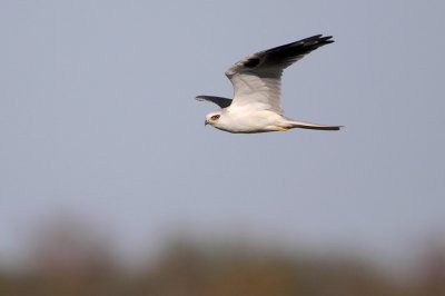 White-tailed Kite