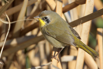 Common Yellowthroat