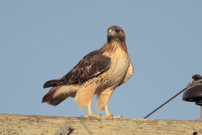 Red-tailed Hawk