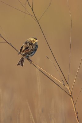 Savannah Sparrow