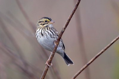 Savannah Sparrow