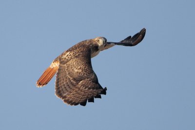 Red-tailed Hawk