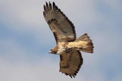 Red-tailed Hawk