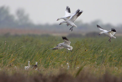 Snow Goose