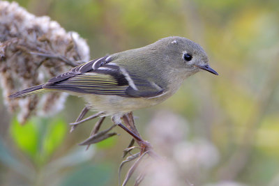 Ruby-crowned Kinglet