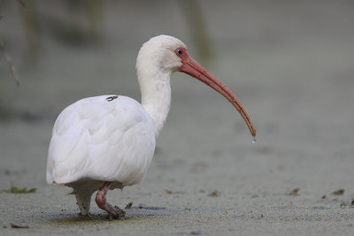 White Ibis