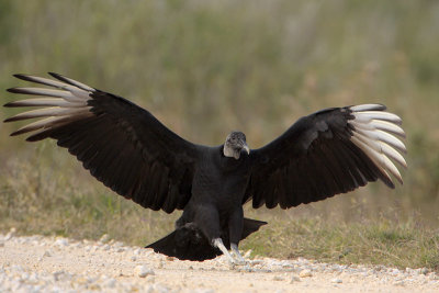 Black Vulture