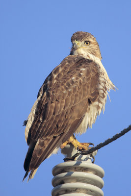 Red-tailed Hawk