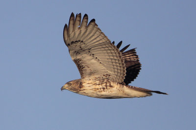 Red-tailed Hawk