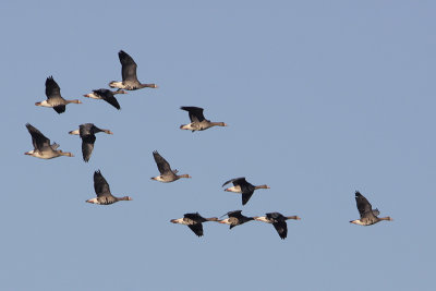 Greater White-fronted Goose