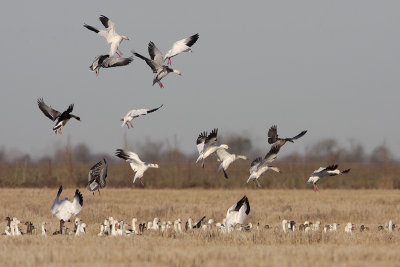 Snow Geese and Greater White-fronted Geese