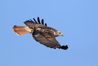 Red-tailed Hawk