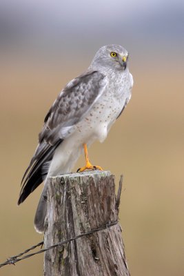 Northern Harrier