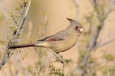 Pyrrhuloxia