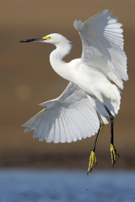 Snowy Egret