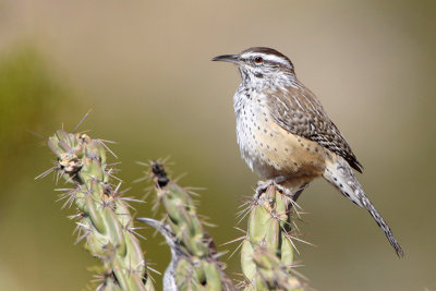 Cactus Wren