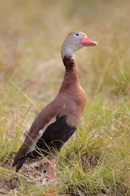 Black-bellied Whistling-Duck